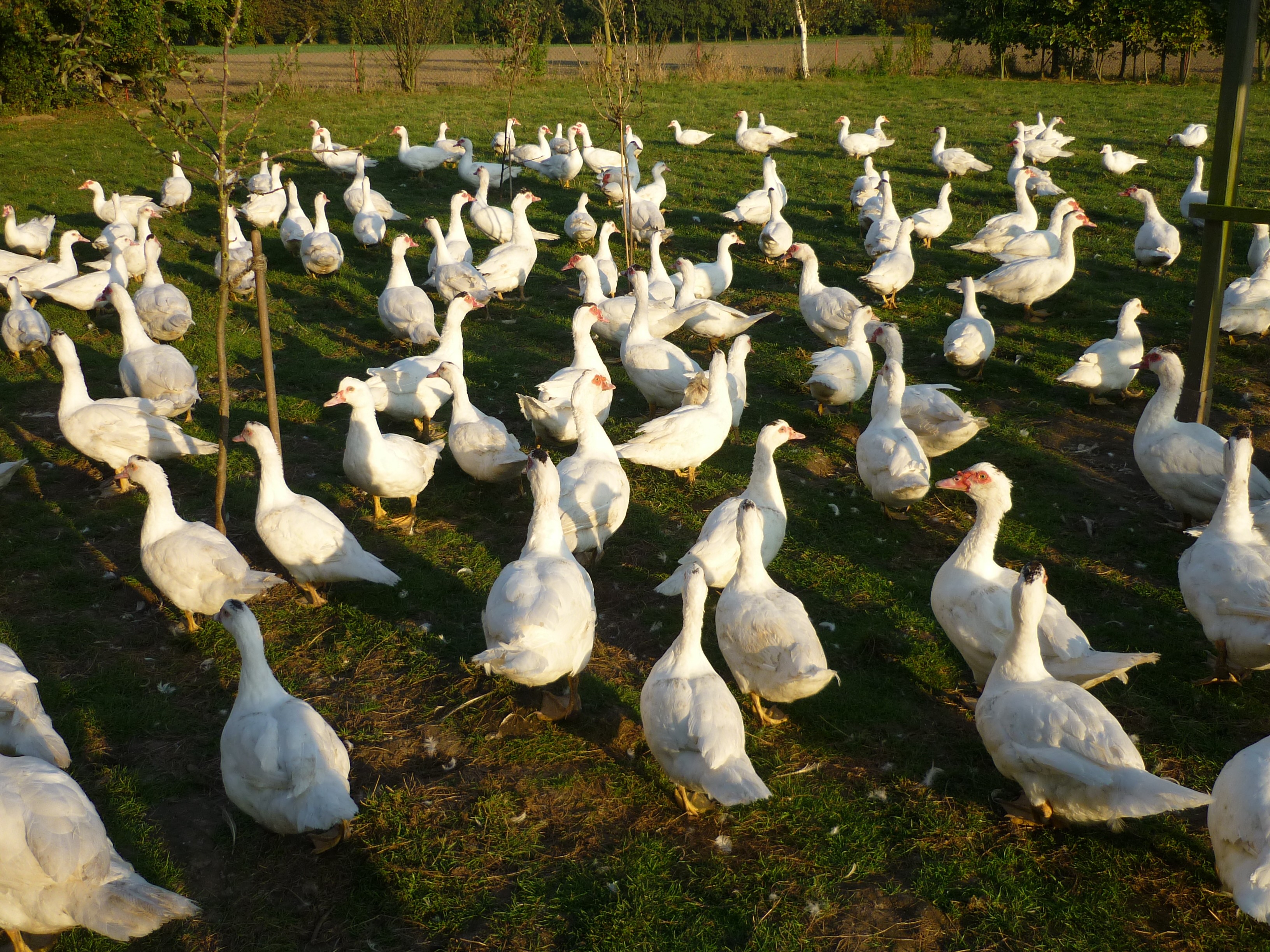 www.alle-meine-enten.de - Startseite